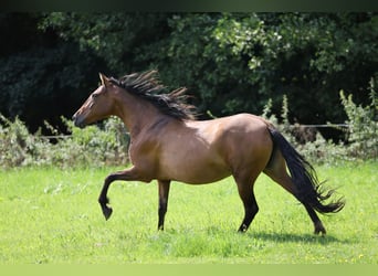 Andalusier, Stute, 10 Jahre, 155 cm, Brauner