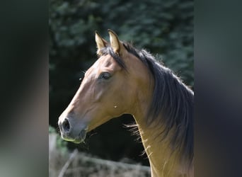 Andalusier, Stute, 10 Jahre, 155 cm, Brauner