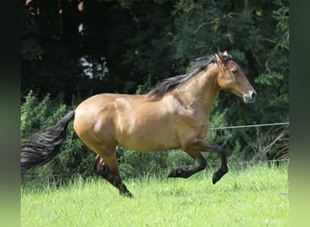 Andalusier, Stute, 10 Jahre, 155 cm, Brauner