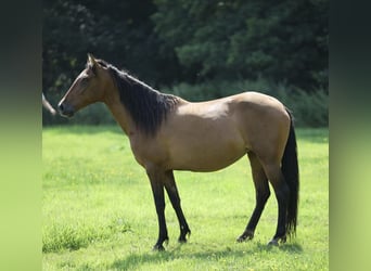 Andalusier, Stute, 10 Jahre, 155 cm, Brauner