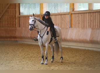 Andalusier, Stute, 10 Jahre, 158 cm, Schimmel
