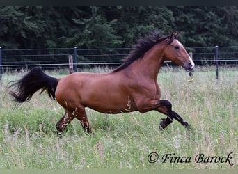 Andalusier, Stute, 10 Jahre, 159 cm, Brauner