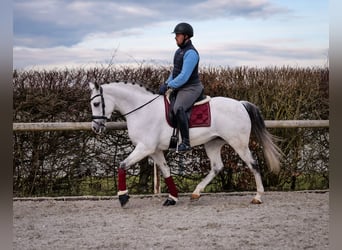 Andalusier, Stute, 10 Jahre, 162 cm, Schimmel