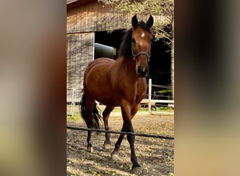 Andalusier, Stute, 10 Jahre, 165 cm, Brauner