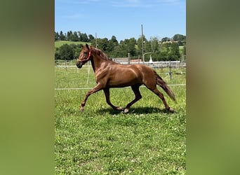 Andalusier Mix, Stute, 11 Jahre, 158 cm, Fuchs