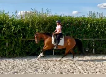 Andalusier, Stute, 11 Jahre, 160 cm, Brauner