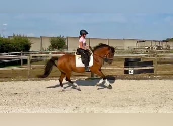 Andalusier, Stute, 11 Jahre, 160 cm, Brauner