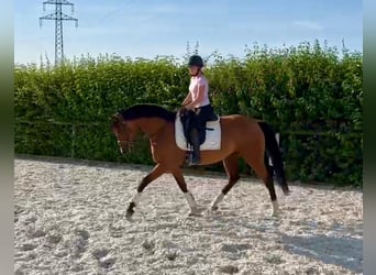 Andalusier, Stute, 11 Jahre, 160 cm, Brauner