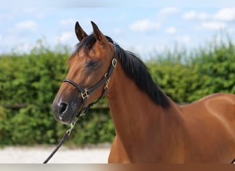 Andalusier, Stute, 11 Jahre, 160 cm, Brauner