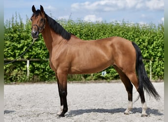 Andalusier, Stute, 11 Jahre, 160 cm, Brauner