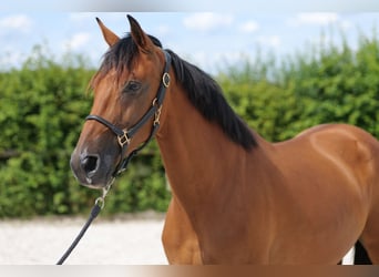 Andalusier, Stute, 11 Jahre, 160 cm, Brauner