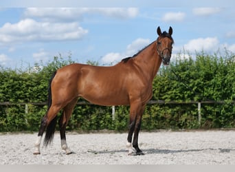 Andalusier, Stute, 11 Jahre, 160 cm, Brauner