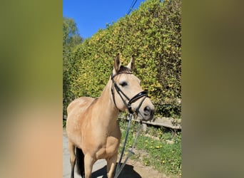 Andalusier, Stute, 11 Jahre, 160 cm, Buckskin
