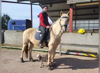 Andalusier Mix, Stute, 11 Jahre, 160 cm, Palomino