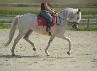 Andalusier, Stute, 11 Jahre, 160 cm, Schimmel