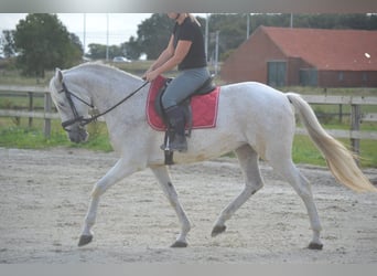 Andalusier, Stute, 11 Jahre, 160 cm, Schimmel