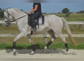 Andalusier, Stute, 11 Jahre, 160 cm, Schimmel