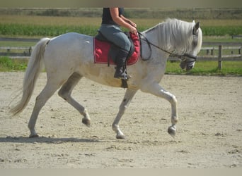 Andalusier, Stute, 11 Jahre, 160 cm, Schimmel