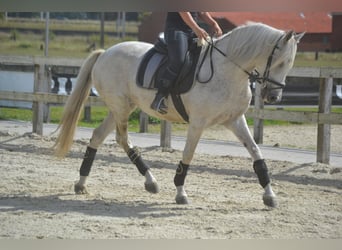 Andalusier, Stute, 11 Jahre, 160 cm, Schimmel