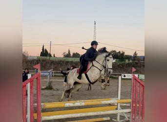 Andalusier Mix, Stute, 11 Jahre, 160 cm, Schimmel