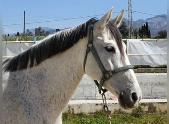 Andalusier Mix, Stute, 11 Jahre, 160 cm, Schimmel