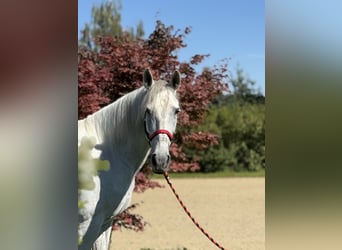 Andalusier, Stute, 11 Jahre, 163 cm, Schimmel