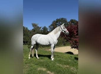 Andalusier, Stute, 11 Jahre, 163 cm, Schimmel
