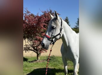 Andalusier, Stute, 11 Jahre, 163 cm, Schimmel