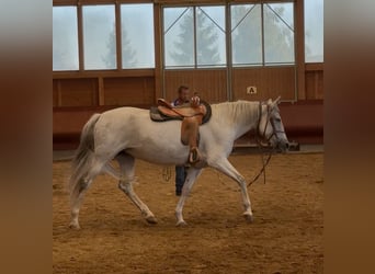 Andalusier, Stute, 11 Jahre, 163 cm, Schimmel