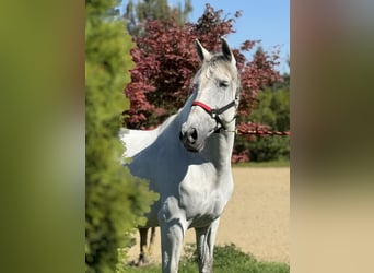Andalusier, Stute, 11 Jahre, 163 cm, Schimmel