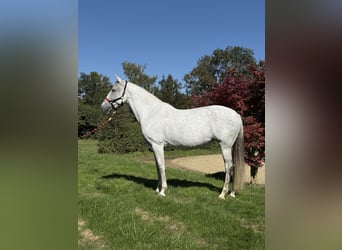 Andalusier, Stute, 11 Jahre, 163 cm, Schimmel