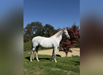 Andalusier, Stute, 11 Jahre, 163 cm, Schimmel