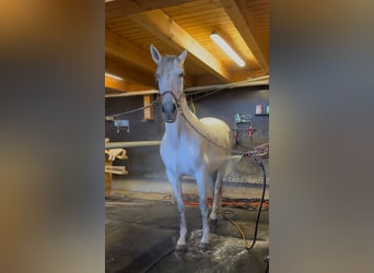 Andalusier, Stute, 11 Jahre, 163 cm, Schimmel