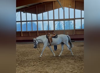 Andalusier, Stute, 11 Jahre, 163 cm, Schimmel