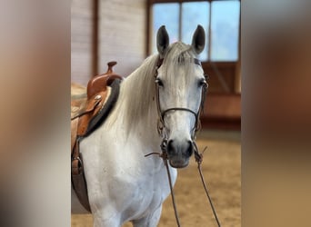 Andalusier, Stute, 11 Jahre, 163 cm, Schimmel