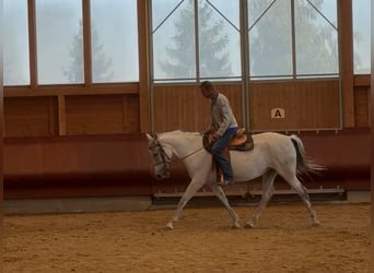Andalusier, Stute, 11 Jahre, 163 cm, Schimmel