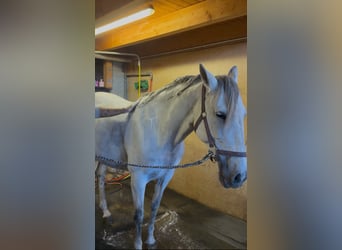 Andalusier, Stute, 11 Jahre, 163 cm, Schimmel