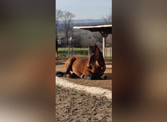 Andalusier, Stute, 11 Jahre, Brauner