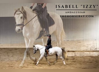 Andalusier, Stute, 11 Jahre, Schimmel