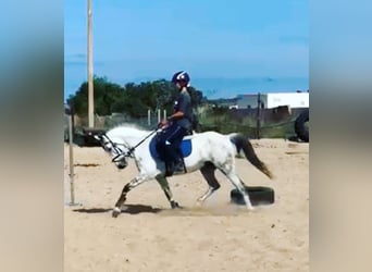 Andalusier, Stute, 12 Jahre, 145 cm, Apfelschimmel