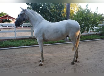 Andalusier, Stute, 12 Jahre, 152 cm, Schimmel