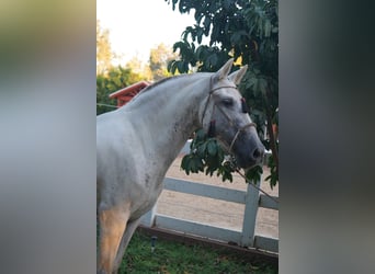Andalusier, Stute, 12 Jahre, 152 cm, Schimmel