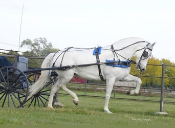 Andalusier, Stute, 12 Jahre, 152 cm, White