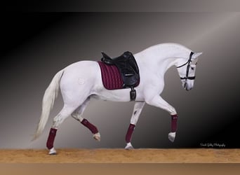 Andalusier, Stute, 12 Jahre, 152 cm, White