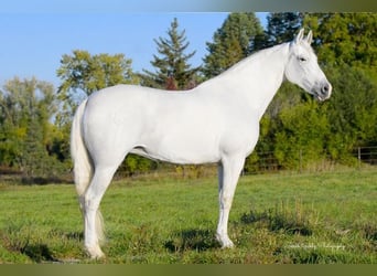 Andalusier, Stute, 12 Jahre, 152 cm, White