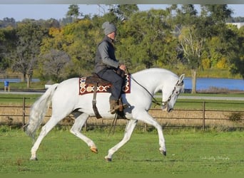 Andalusier, Stute, 12 Jahre, 152 cm, White