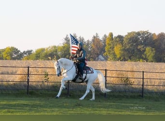 Andalusier, Stute, 12 Jahre, 152 cm, White