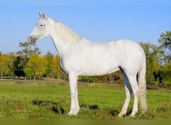 Andalusier, Stute, 12 Jahre, 152 cm, White