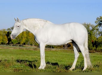 Andalusier, Stute, 12 Jahre, 152 cm, White