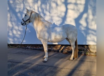 Andalusier, Stute, 12 Jahre, 155 cm, Schimmel